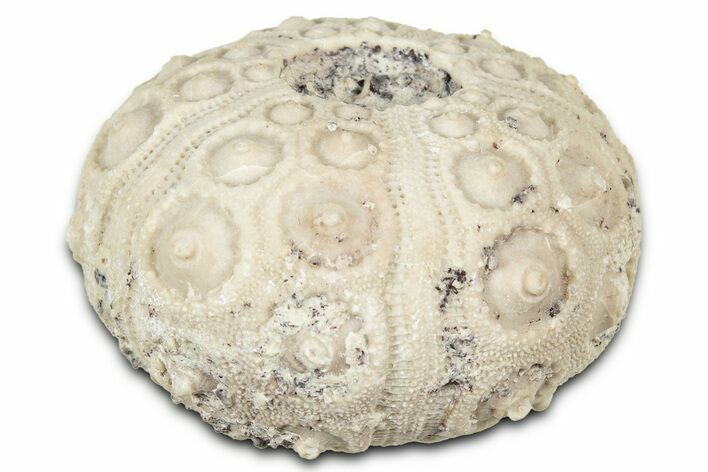 Jurassic Fossil Echinoid (Acrosalenia) - Morocco #327209
